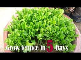 Department of agriculture hardiness zones 8 following the correct planting tips can result in a healthy and abundant crop. How To Grow Lettuce Youtube