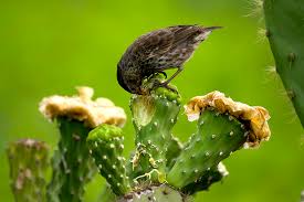 Planetary herbals, nopal cactus, full spectrum, prickly pear cactus, 1,000 mg, 60 tablets. The Importance Of Opuntia Galapagos Conservation Trust