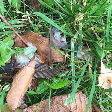 Hellbrauner kot hellbrauner stuhlgang normal buscar doctoralia. Hund Hat Schleimiges Kot Welpen Shiba