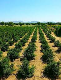 We did not find results for: Pomegranate Planting Distances Orchard Planning Kalliergeia