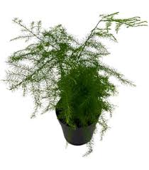 Image result for Asplenium goetzei