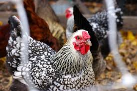 Other colors are golden laced, buff, black, partridge, silver penciled, and lavender, blue laced and pure white. Breed Profile Wyandotte Chickens A Top Backyard Choice Backyard Poultry