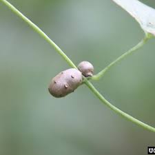Image result for Dioscorea dregeana