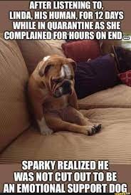 Support Dog Sparky Realized He Was Not Cut Out To Be An Emotional
