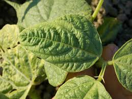 Bean yellow mosaic virus is a plant pathogenic virus in the genus potyvirus and the virus family potyviridae. Photo Gallery Of Vegetable Problems Bean Mount Vernon Nwrec Washington State University