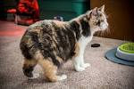 Is a calico Manx a rare cat? | Yahoo Answers