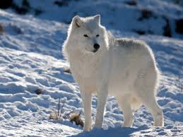 Arctic Wolf Arctic Wolf Wolf World Arctic Animals