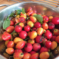 If you are giving her occasionally a little bit of shelled crab meat will be fine for your cat. A Colourful Life Crab Apple Is My New Quince