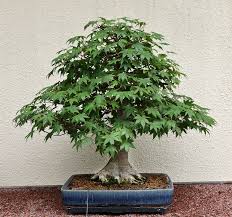 Pruning a japanese maple bonsai tree may look as a standard cut and wire, but bonsai keeping is close to an art form that is divine. Montreal Bonsai Bus Trip Valavanis Bonsai Blog