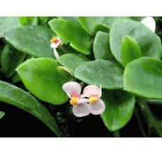 Image result for Begonia elaeagnifolia