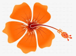 Over 4439 flower png images are found on vippng. Hawaiian Flower Png Images Transparent Hawaiian Flower Image Download Pngitem
