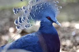 Victoria Crowned Pigeons Are Beautiful But Not The Pet For Everyone Types Of Pigeons Pigeon Bird Bird