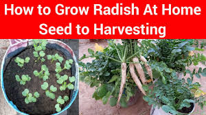 On a small scale, plants can be threshed by placing the harvested material on a trap or in a large container and treading upon it until the siliques break apart. Radish Growing At Home In Bags Or Pot Radish Grow In Winter Radish Seeds To Harvesting Youtube