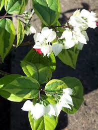 Image result for Clerodendrum fasciculatum