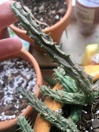 If you let it the way it is now, it won't heal. Is My Cactus Over Or Under Watered Cactus