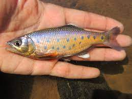 India S Wildlife Decline Government Misleads Parliament The Third Pole