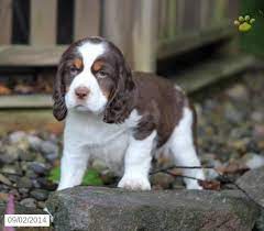 Find clumber spaniel dogs and puppies from pennsylvania breeders. Redhead English Springer Spaniel Puppy For Sale In Narvon Pa English Springer Spaniel Puppy Springer Spaniel Puppy English Springer Spaniel Puppy For Sale