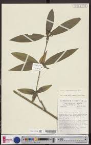 Image result for Dracaena camerooniana