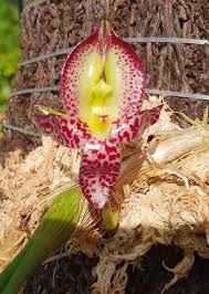 Image result for Bulbophyllum schinzianum