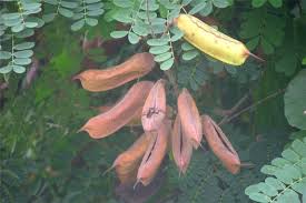 Image result for Caesalpinia decapetala