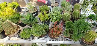 Rare cactus plants for sale we have desert cactus plants, indoor cactus plants high quality. Tips For Buying Succulents Where To Find Succulents For Sale