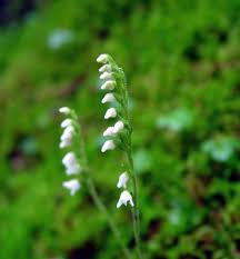 Image result for Stolzia repens