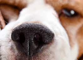 Can Dogs Lose Their Sense Of Smell Pets4homes