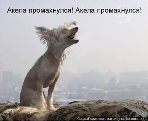 Котоматрица: Акела промахнулся! Акела промахнулся!