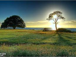 You can also upload and share your favorite animated nature wallpapers. Animated Nature Wallpapers For Mobile Phones Beautiful Desktop Morning Wallpaper Hd 800x600 Download Hd Wallpaper Wallpapertip