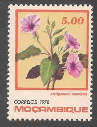 Image result for Astripomoea