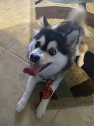 We did not find results for: Pomsky Puppies For Sale Tamarac Fl 323421 Petzlover