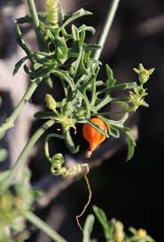 Image result for Kedrostis africana