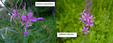 Image result for Epilobium salignum