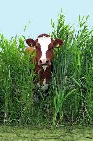 Mister Completely Animals Cow Animals Beautiful