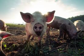 Check spelling or type a new query. 60 Best Pig Quotes Sayings And Phrases That Are Really Cute By Kidadl
