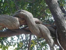 Image result for Gnetum