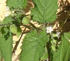 Image result for Priva curtisiae