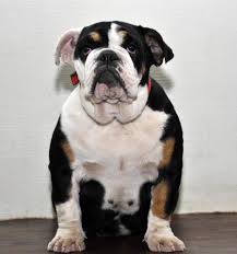 English bulldog photos, english bulldog puppies pictures, french bulldog pictures, bulldog images. Sweetheart Bulldog Female Black Cute Puppies English Bulldog Rare Colors Solvita Facebook