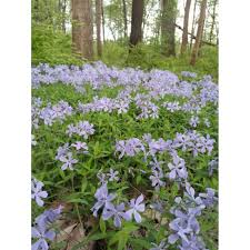 Image result for Rhynchosia divaricata