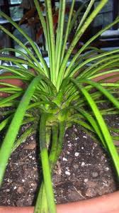 Check spelling or type a new query. Succulent Identification Archive 3