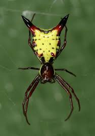 Jan 20, 2021 · january 20, 2021 grass spiders or funnel weaver spiders (agelenidae) as they are often called, closely resemble wolf spiders and the males sometimes resemble hobo spiders. Spiders Of Ohio Inaturalist