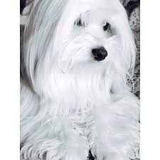 Black And White Coton De Tulear Puppies For Sale This Is How Majestic They Look When They Grow Out Their Hair Coton De Tulear Coton De Tulear Dogs Havanese Puppies