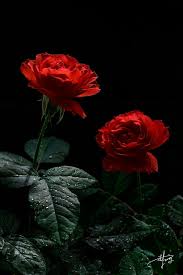 Aesthetic Black And Red Rose Wallpaper Roses Wallpaper Aesthetic Beautiful Flowers Wallpapers Beautiful Flowers Red Roses Wallpaper