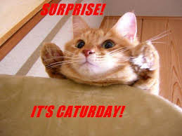 The best site to see, rate and share funny memes! Image 10010 Caturday Know Your Meme