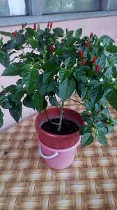 Jika tanam di tanah, siram pokok cili dua kali sehari iaitu pagi dan petang. Tanam Cili Satu Pokok Pun Cukup Buahnya Memang Lebat Ni Caranya Keluarga