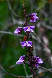 Image result for Macropsychanthus