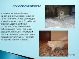 prezentaciya na temu domashnie lyubimcy u menya est mnogo zhivotnyh kozochka lola porosyonok chip sobaka stela koshka chernuha est kurochki koza perpelki cherepaha ya ih skachat besplatno i bez registracii