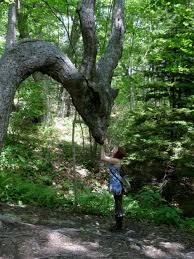 Saying Hello To The Dragon Dragon Tree Tree Funny Pictures