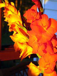 How To Start Gladiolus Early Indoors Gladiolus Gladiolus Bulbs Gladiolus Flower