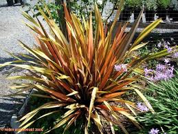 Image result for new zealand grasses and flax. Phormium Mixed New Zealand Flax 20 Seeds Ornamental Grasses Home Garden Worldenergy Ae